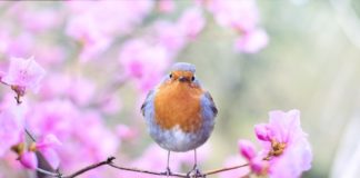 A bird sits on a tree