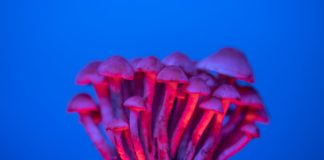 Red mushrooms growing.