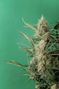 A cannabis plant that is flowering.