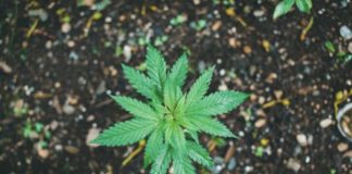 A photo of a young cannabis plant.