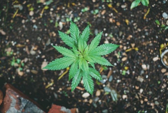 Grow_feature image Large A photo of a young cannabis plant.