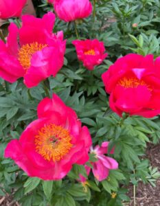 Bright flower in bloom