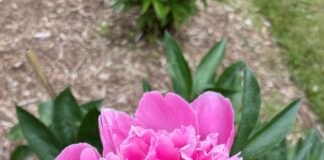 Pink flower in bloom