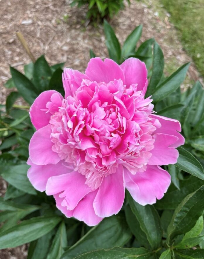 Pink flower in bloom