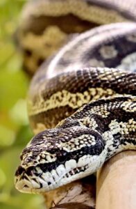 Photo of snake