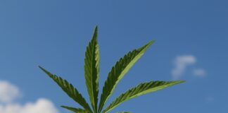 Hemp leaf against sky