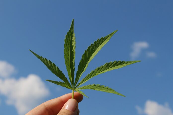 Hemp leaf against sky
