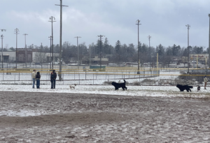 snowy dog park