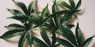 Cannabis leaves on pink background