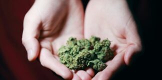 Person holding weed in hands