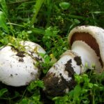 Meet the Mushroom Stronger Than Sidewalks, Banded Agaricus