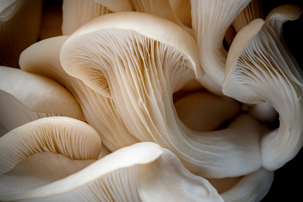 Forest “Seafood”, the Oyster Mushroom