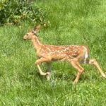 Different Types of Lawns that Thrive in Michigan