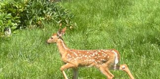 Different Types of Lawns that Thrive in Michigan