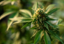 The High Life: A Cannabis-Friendly Summer in Ann Arbor