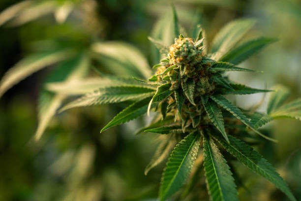 The High Life: A Cannabis-Friendly Summer in Ann Arbor